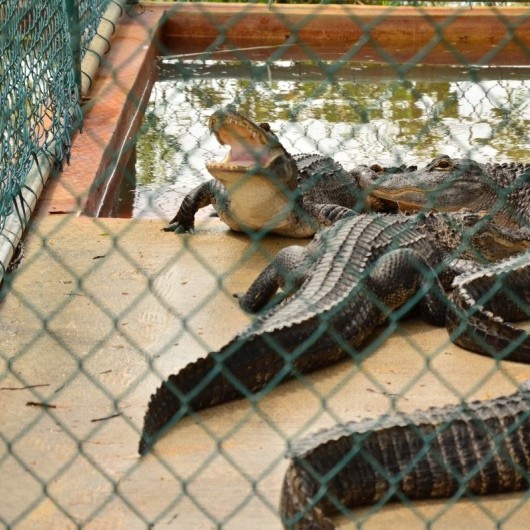 na Florydzie uważaj na...aligatory
